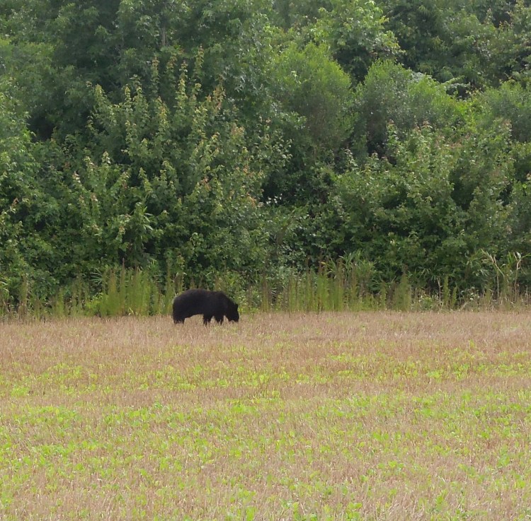 Do you have a BEAR Neighbor?