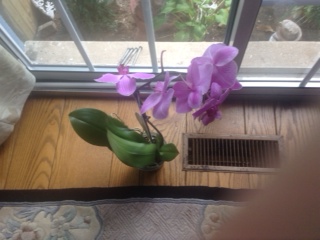 My Orchid
