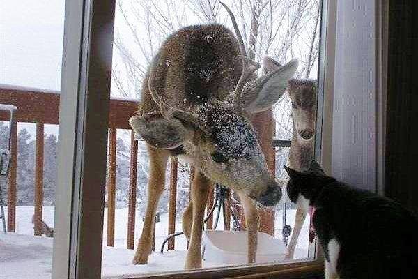 1380581_243043305844644_422283741_n