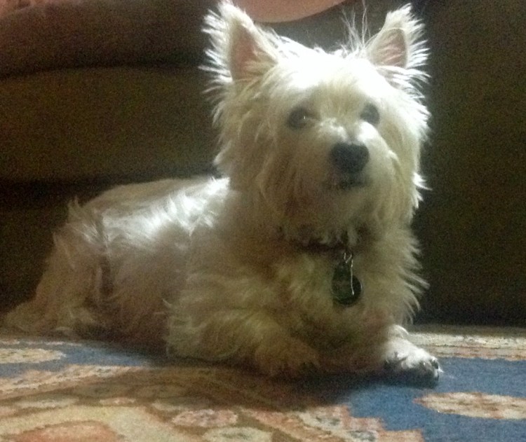 Our Adopted Socrates